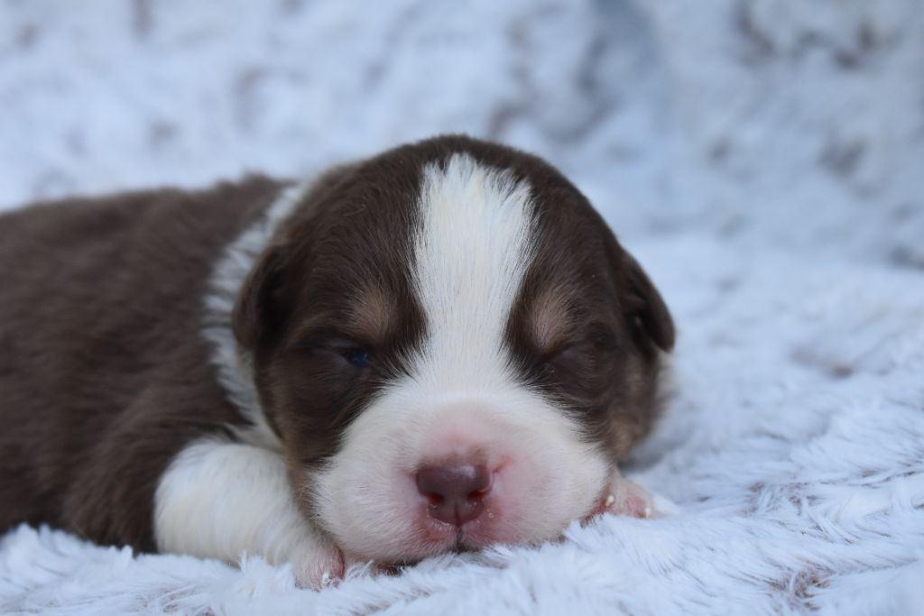 chiot Berger Australien des Jardins de Persephone