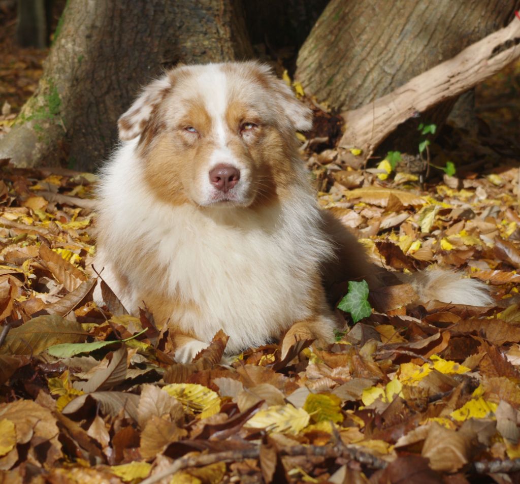 chiot Berger Australien des Jardins de Persephone