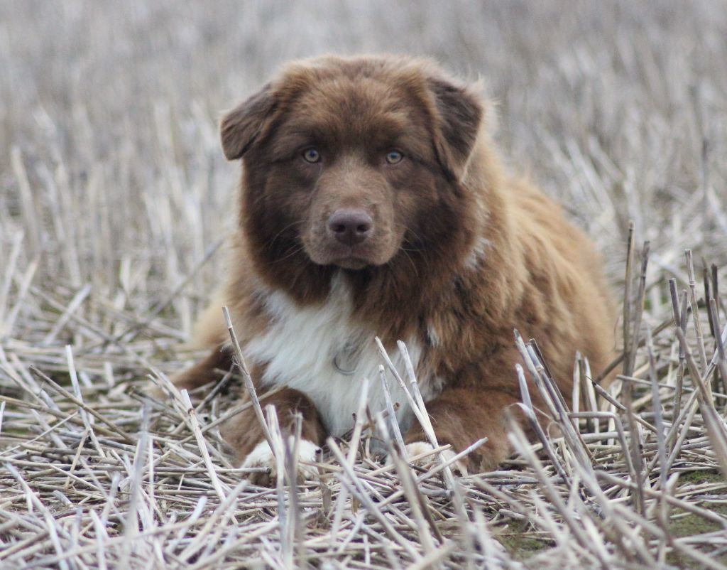 chiot Berger Australien des Jardins de Persephone