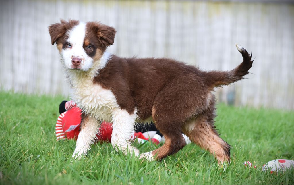 chiot Berger Australien des Jardins de Persephone