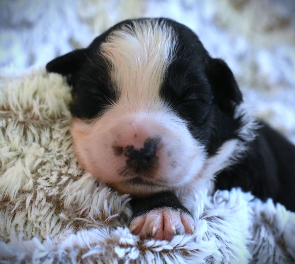 des Jardins de Persephone - Chiots disponibles - Berger Australien