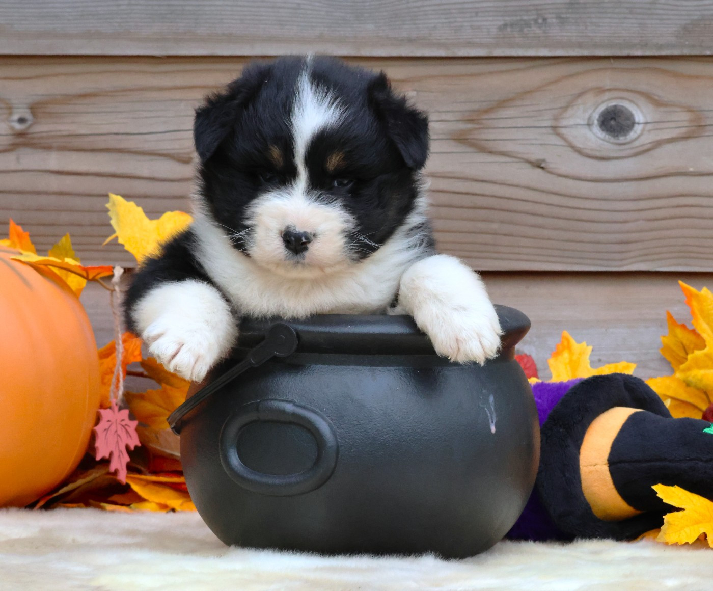 des Jardins de Persephone - Chiots disponibles - Berger Australien