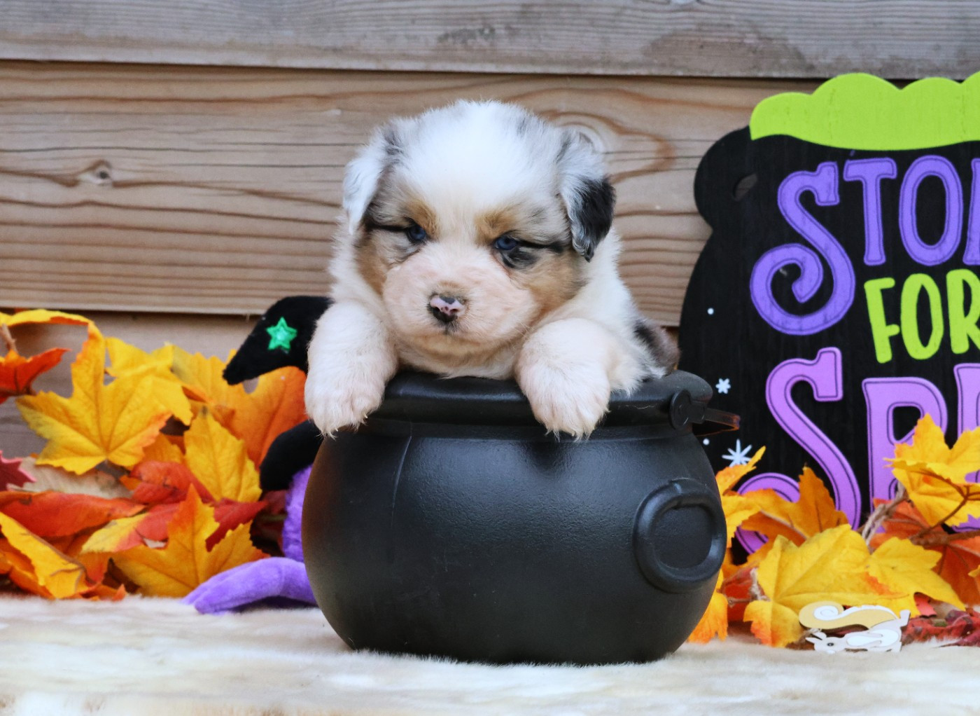 des Jardins de Persephone - Chiots disponibles - Berger Australien