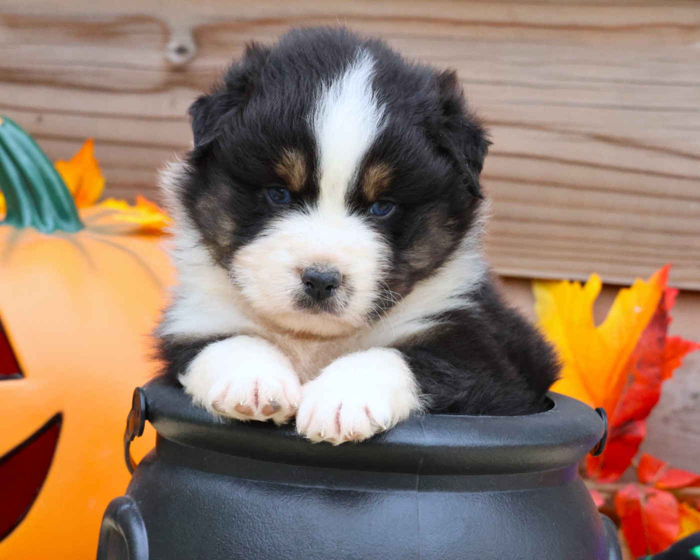 des Jardins de Persephone - Chiots disponibles - Berger Australien