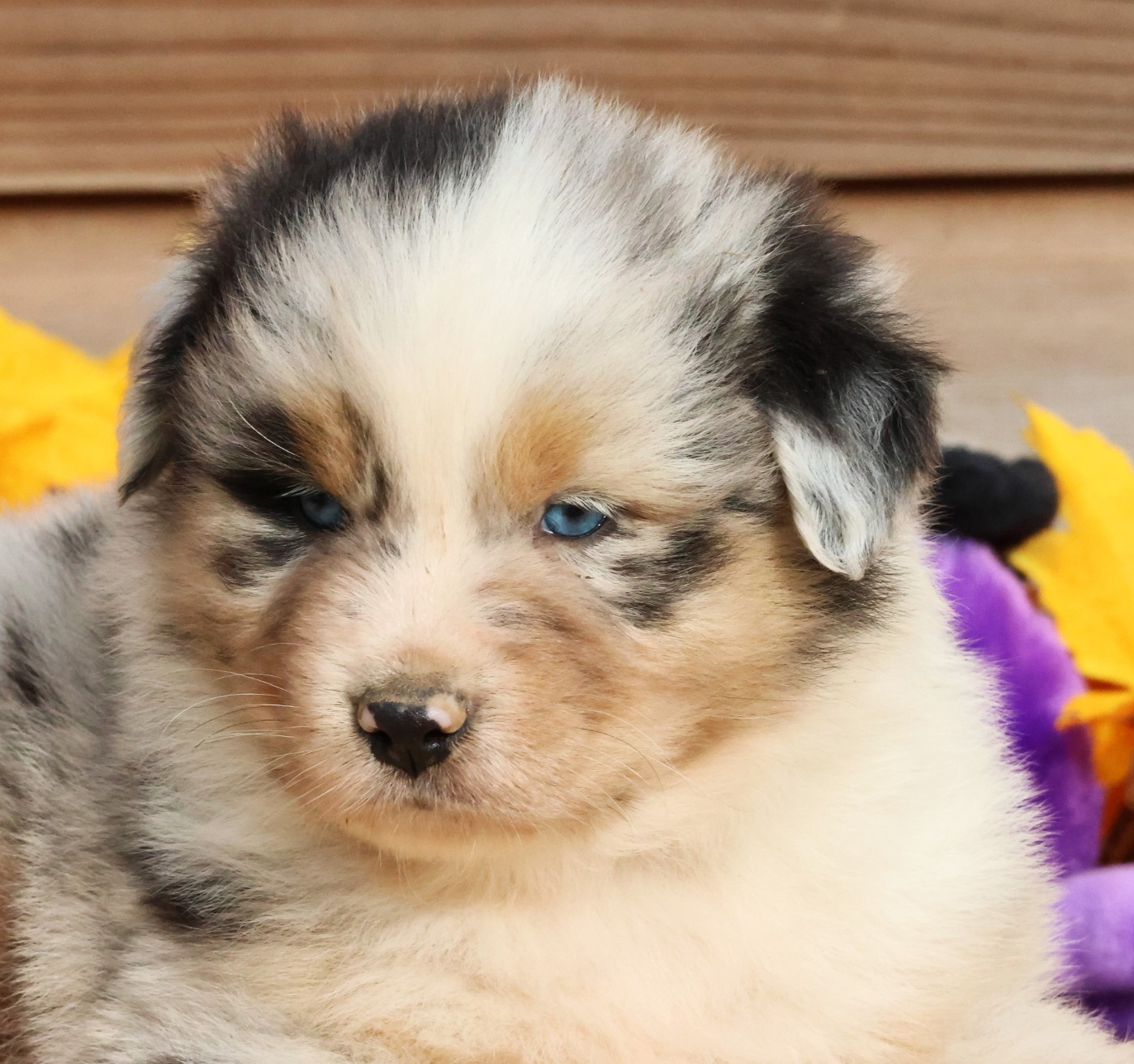 des Jardins de Persephone - Chiots disponibles - Berger Australien