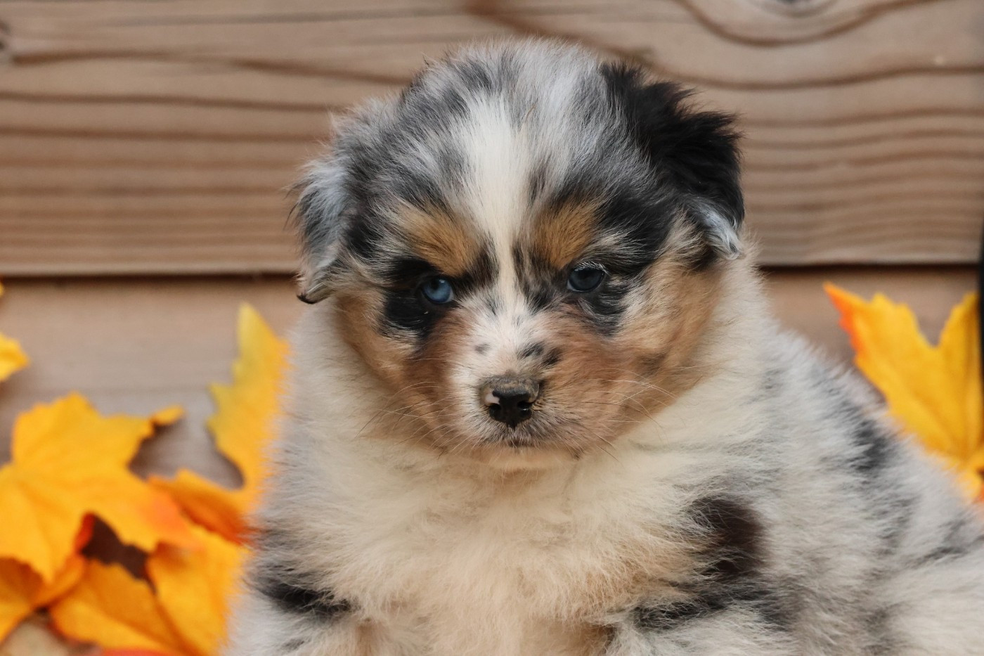 des Jardins de Persephone - Chiots disponibles - Berger Australien