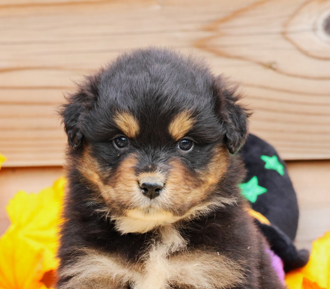 des Jardins de Persephone - Chiots disponibles - Berger Australien