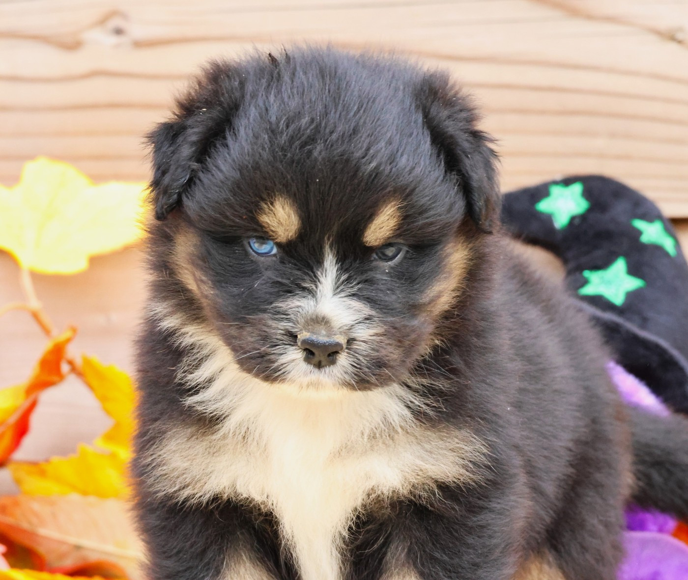 des Jardins de Persephone - Chiots disponibles - Berger Australien