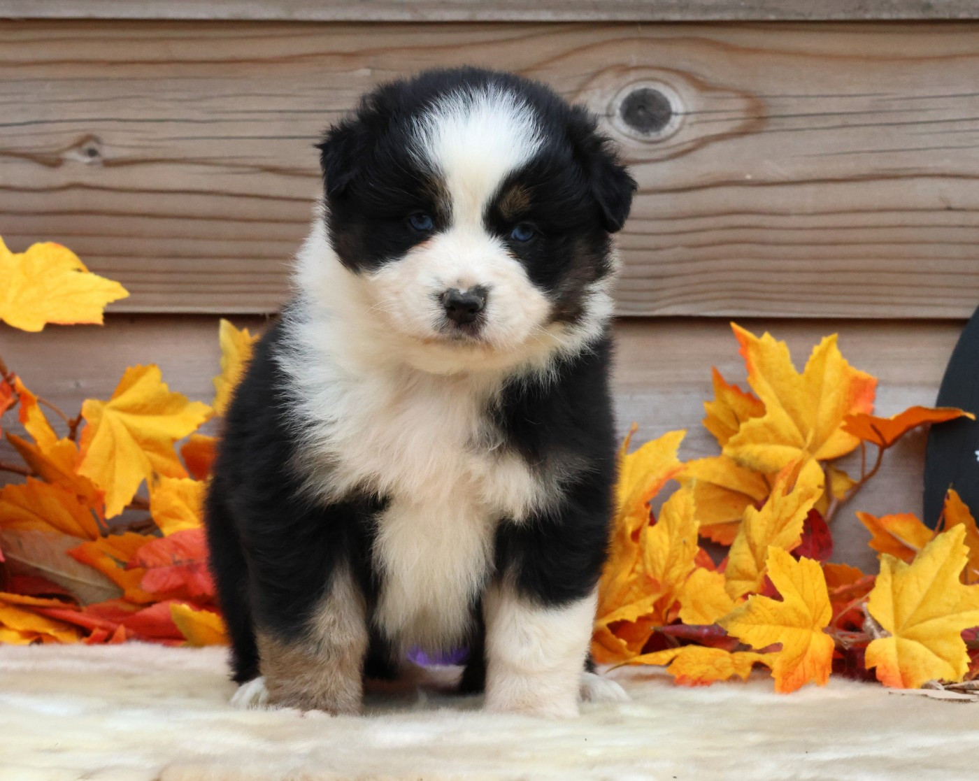 des Jardins de Persephone - Chiots disponibles - Berger Australien