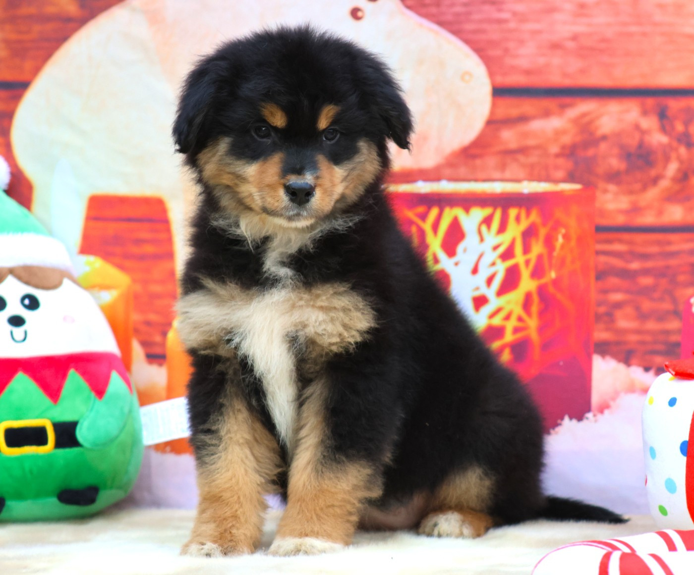 des Jardins de Persephone - Chiots disponibles - Berger Australien