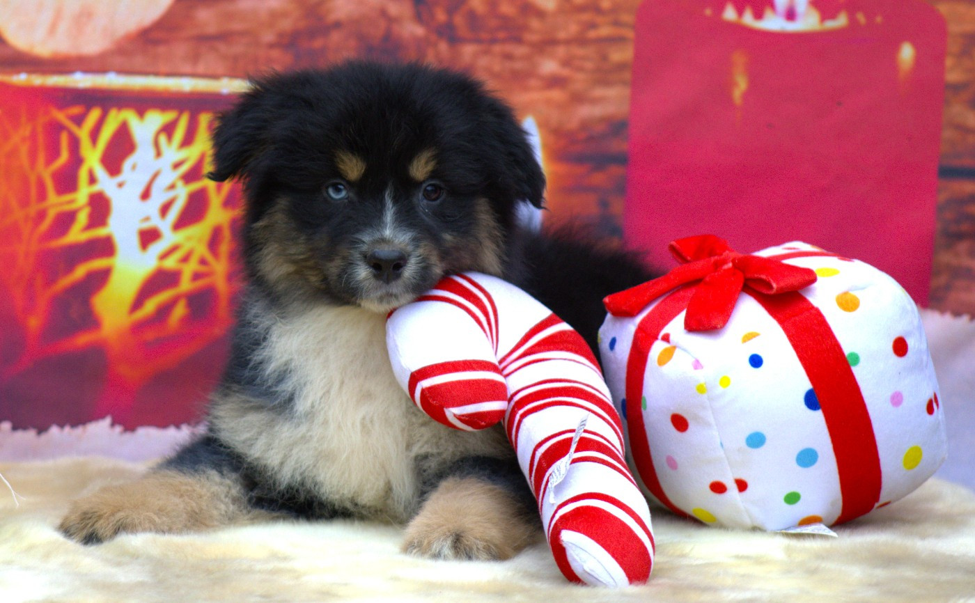 des Jardins de Persephone - Chiots disponibles - Berger Australien