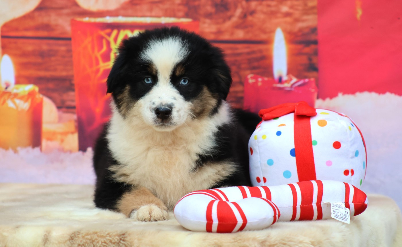 des Jardins de Persephone - Chiots disponibles - Berger Australien