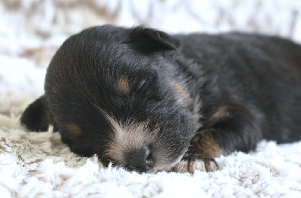 des Jardins de Persephone - Chiots disponibles - Berger Australien