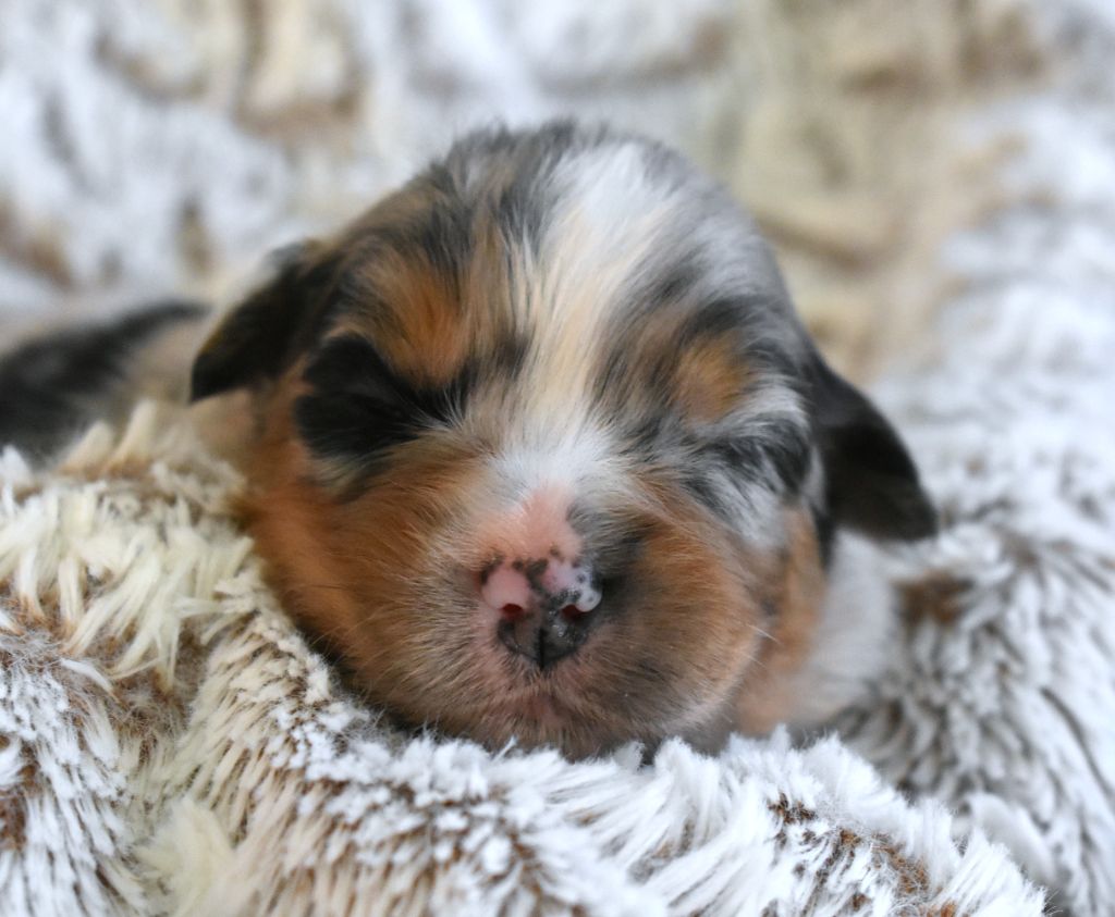 des Jardins de Persephone - Chiots disponibles - Berger Australien