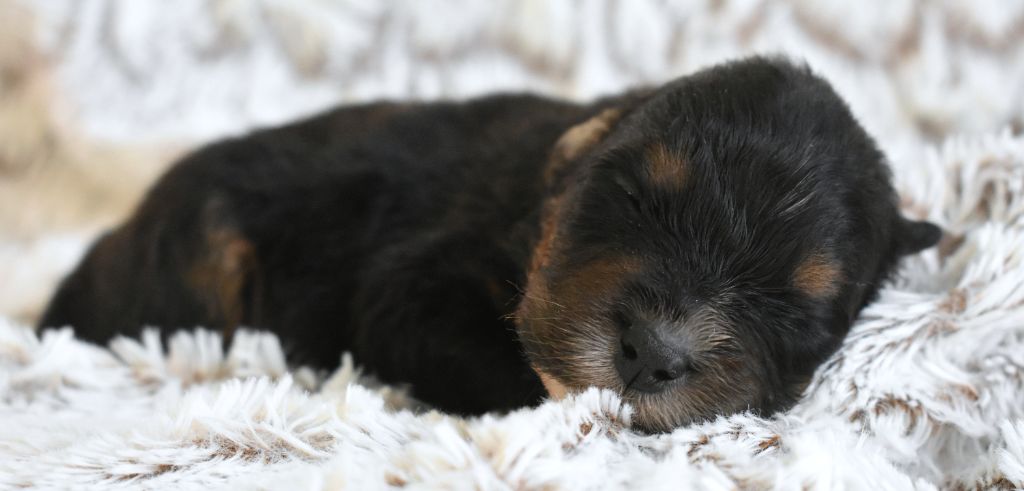 des Jardins de Persephone - Chiots disponibles - Berger Australien