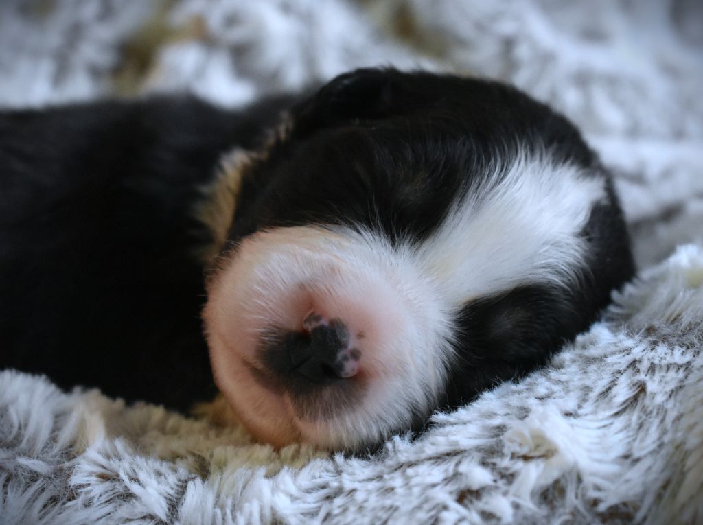 des Jardins de Persephone - Chiots disponibles - Berger Australien