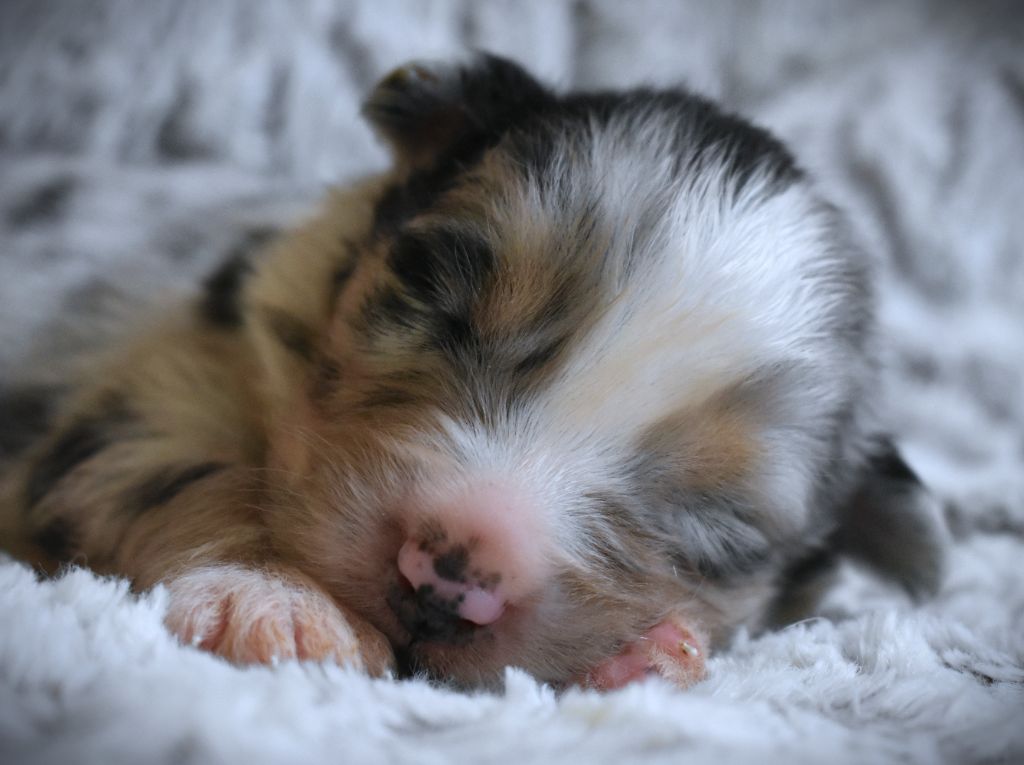 des Jardins de Persephone - Chiots disponibles - Berger Australien